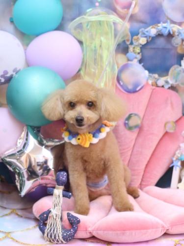 20240806のえるくん